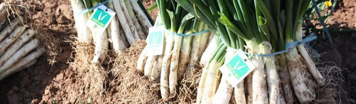 Calçot de Valls