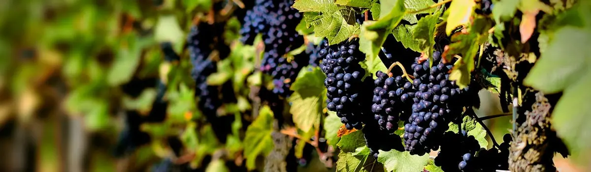 Fiesta de la Vendimia de Rioja Alavesa