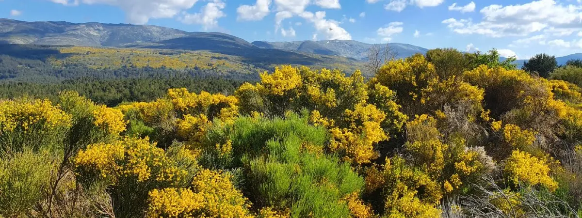 Hectares pleins de piornos en fleurs dans les montagnes de la Sierra de Gredos. | turismogredosnorte.com