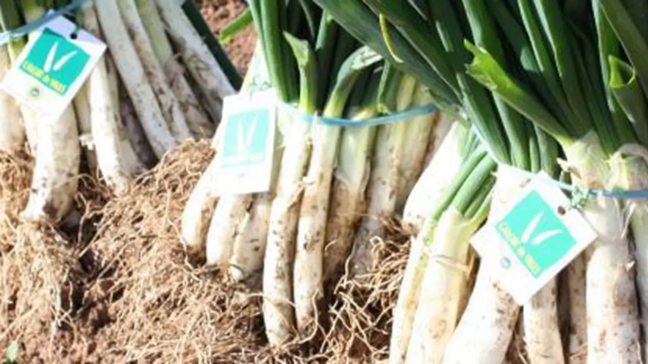 Calçot de Valls