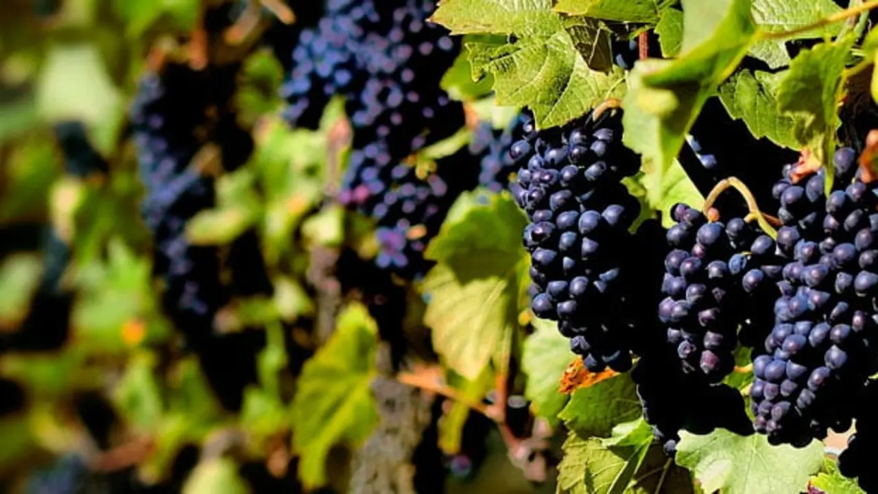 Fiesta de la Vendimia de Rioja Alavesa