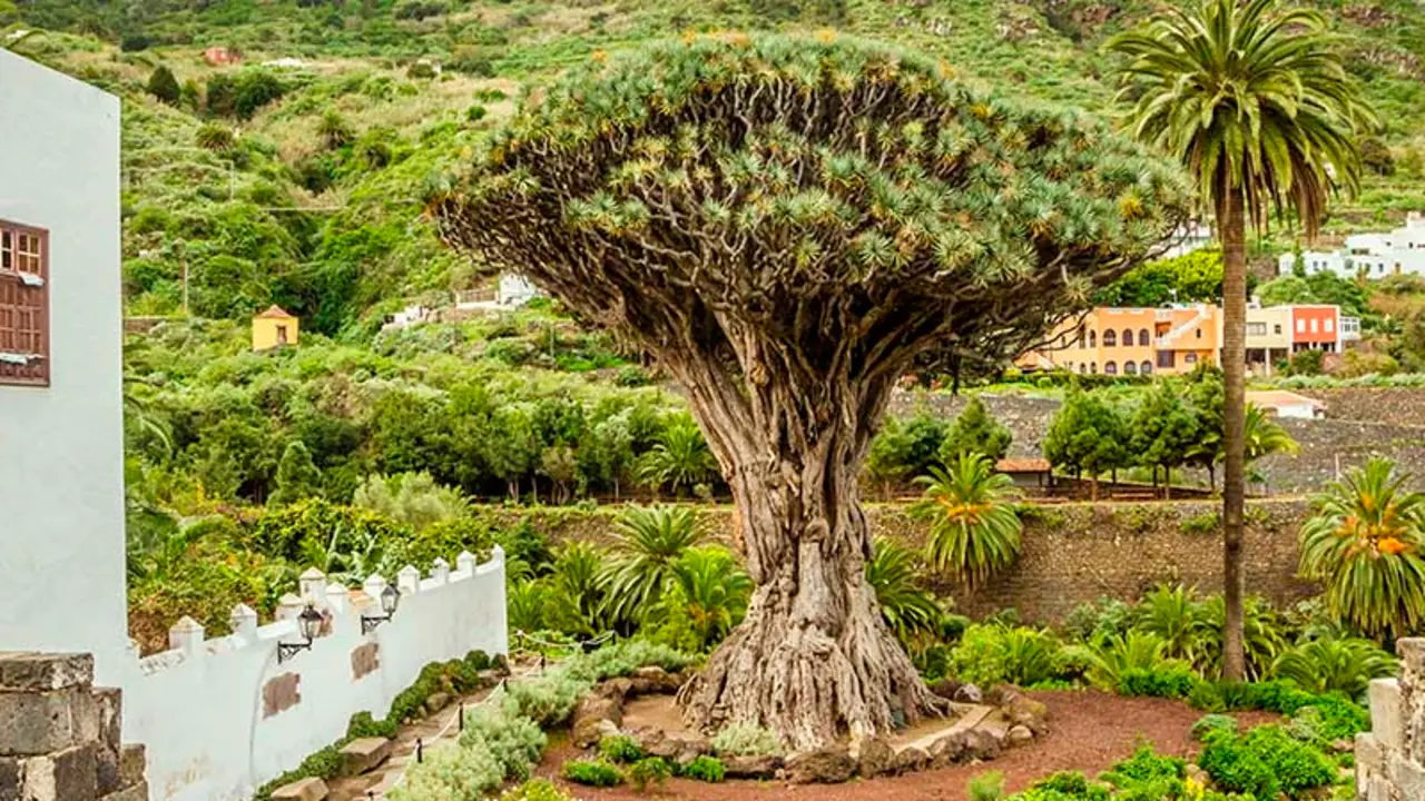 Icod de los Vinos, Tenerife