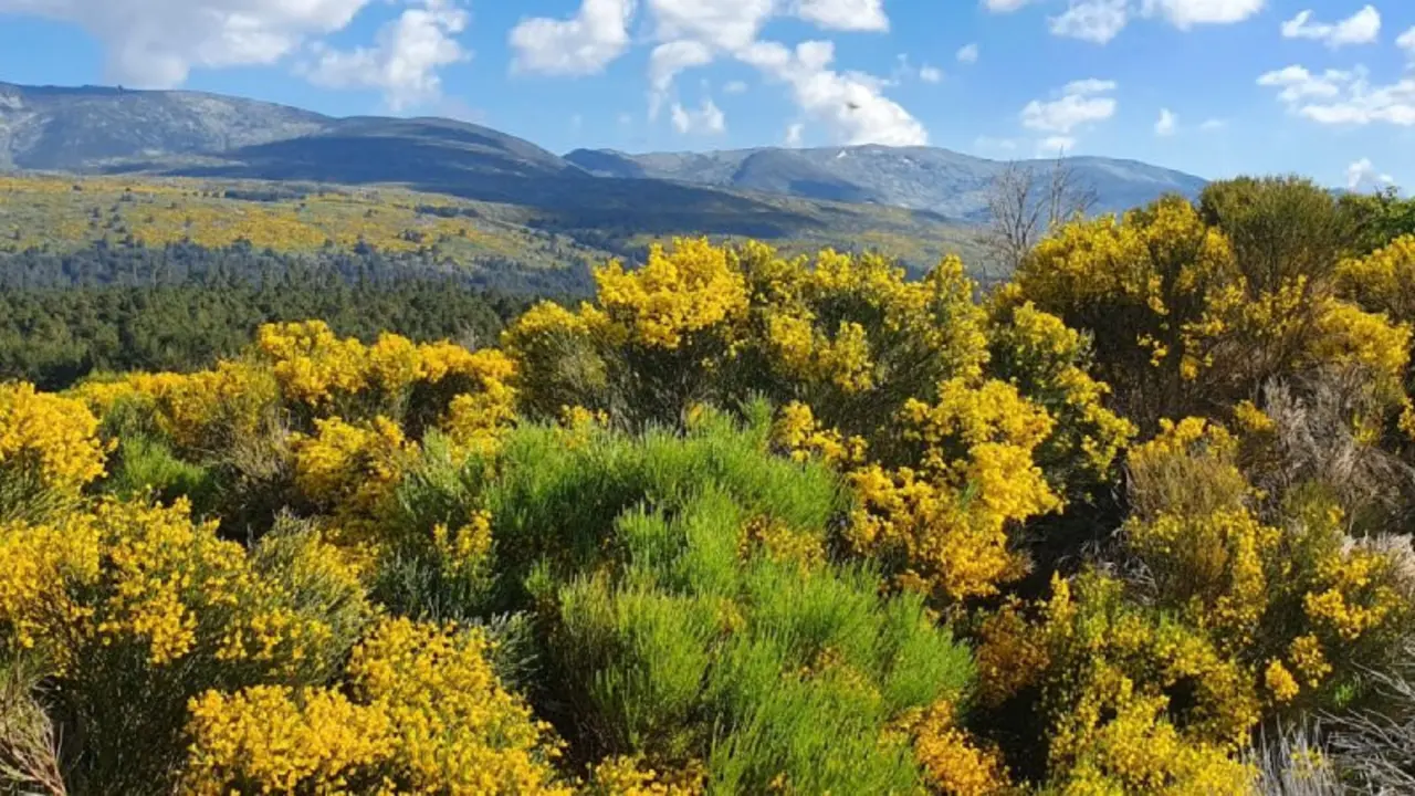 Hectares pleins de piornos en fleurs dans les montagnes de la Sierra de Gredos. | turismogredosnorte.com