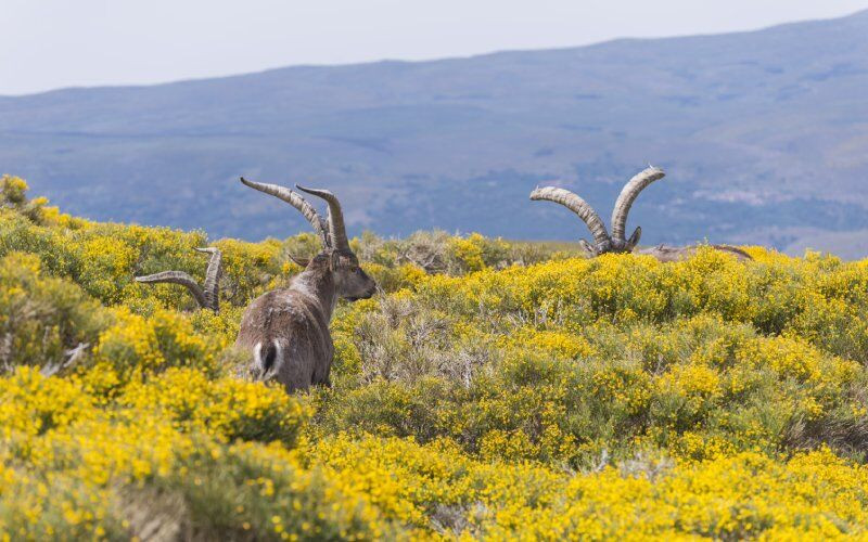 Chèvres de montagne parmi les forêts de genêts