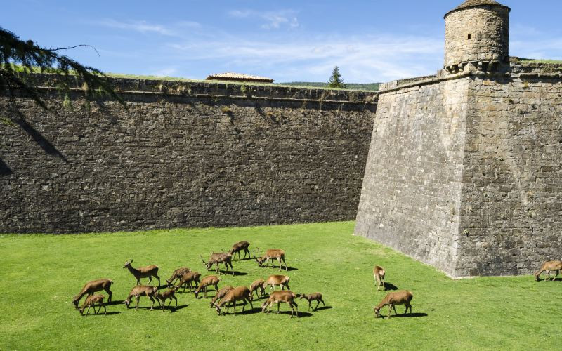 Des cerfs dans le fossé