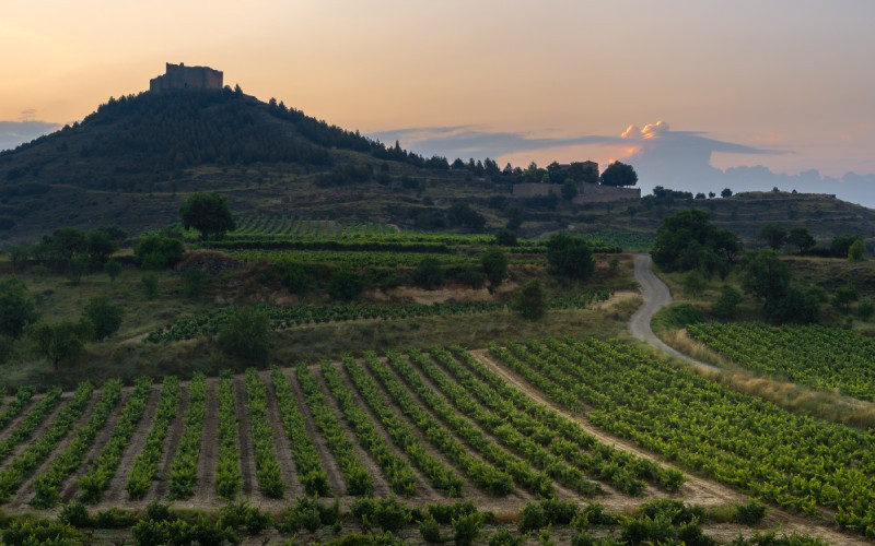 Le vignoble de la Rioja au pied du château Davalillo