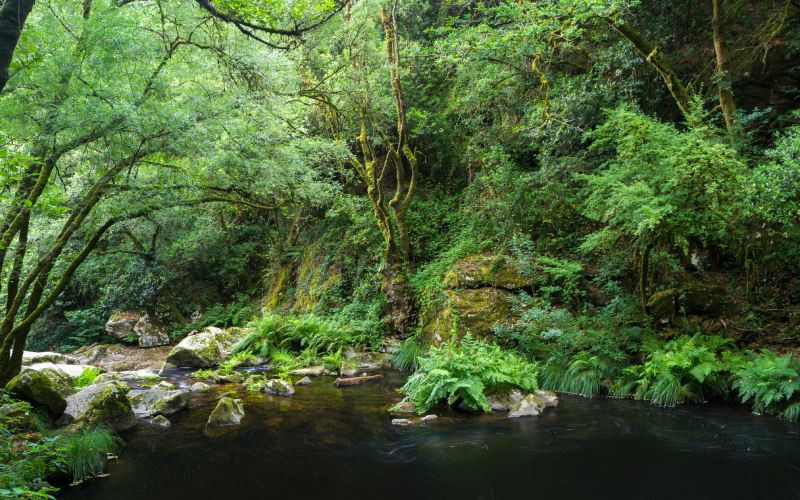 Image de la forêt entourant les chutes d'eau de Toxa