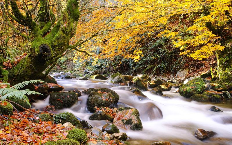 Le cours de la rivière Nalón dans un paysage d'automne dans le parc naturel de Redes