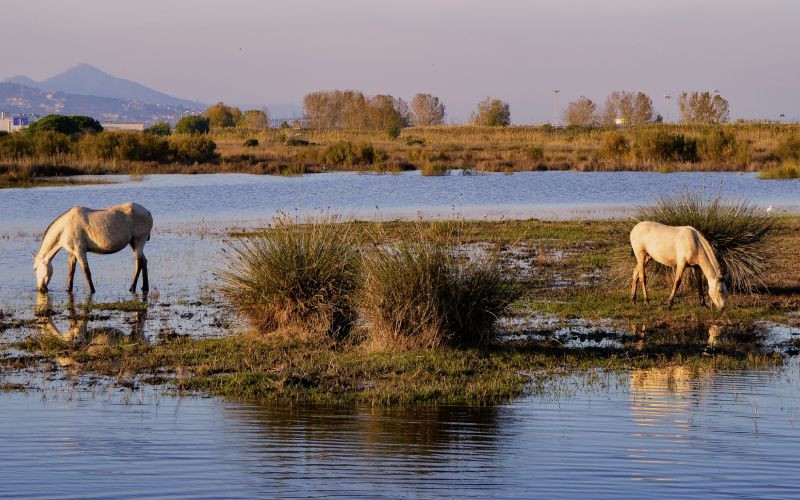 Deux chevaux buvant dans le delta du Llobregat