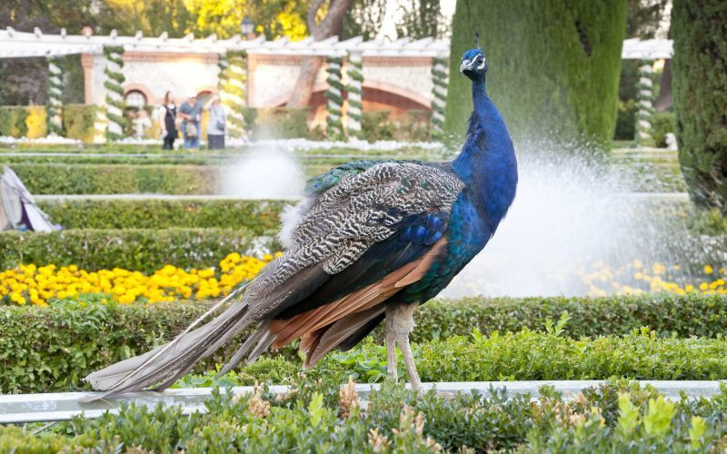 Paon dans les jardins