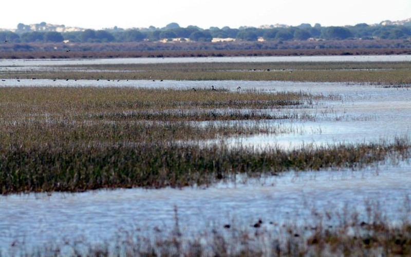 Parc national de Doñana