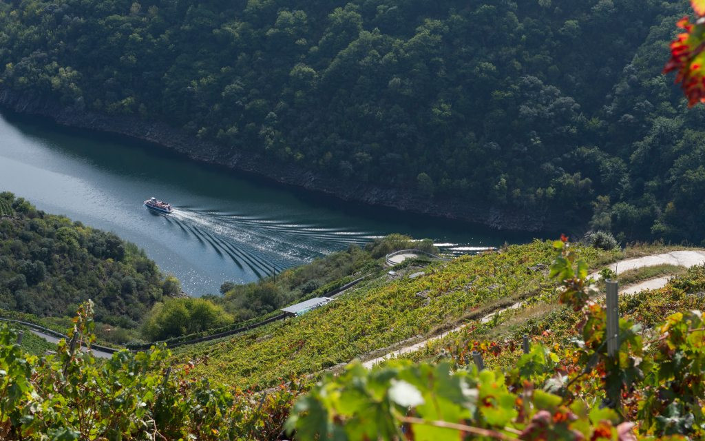 Vignobles cultivés en terrasses