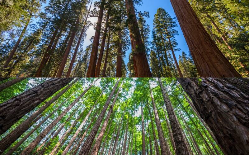  Parc National de Sequoia, en haut, et Mont Cabezón, en bas