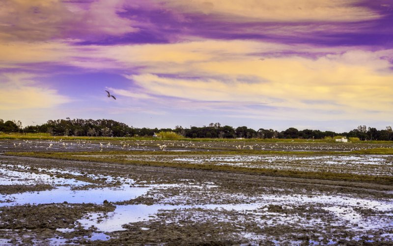 Les rizières de l’Albufera