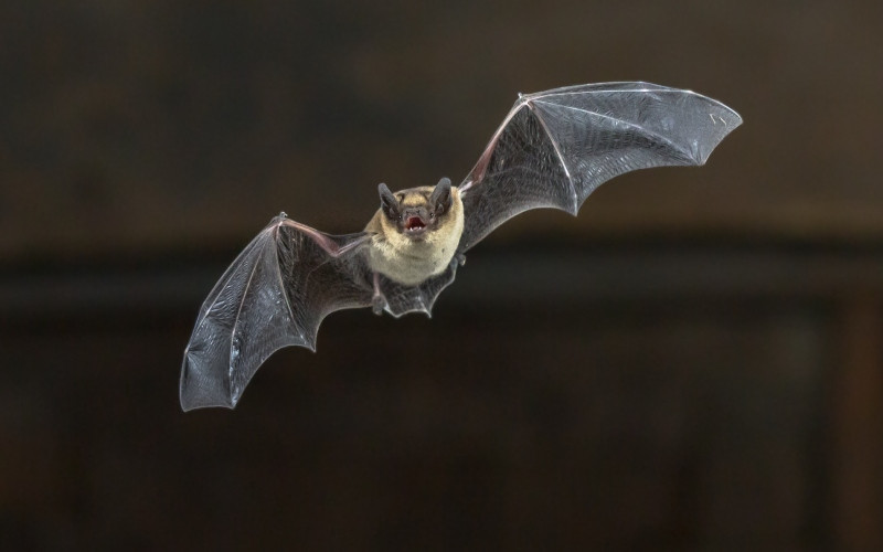 Chauve-souris