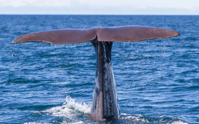 Une baleine dans les eaux de l'Islande