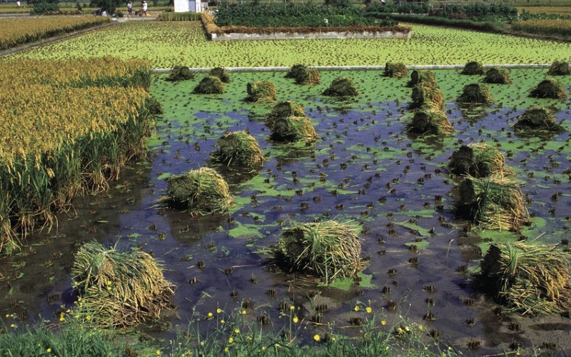 Rizières du parc naturel du Delta de l'Ebre