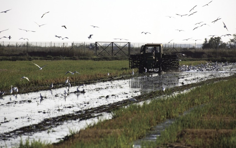 Récolte du riz dans le parc naturel du Delta de l'Ebre