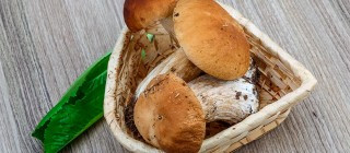 boletus rascafria