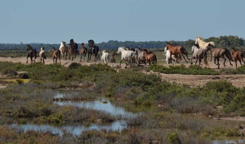 Chevaux sauvages dans les marais du Guadalquivir, la véritable origine des cow-boys