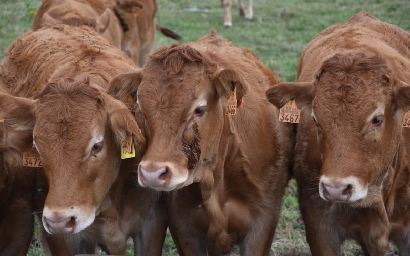 Vaches près de la maison de Sonia (Solórzano)