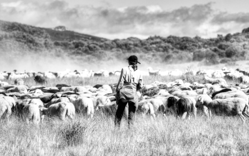 Un troupeau de moutons gardé par une femme effectuant la transhumance à Zamora