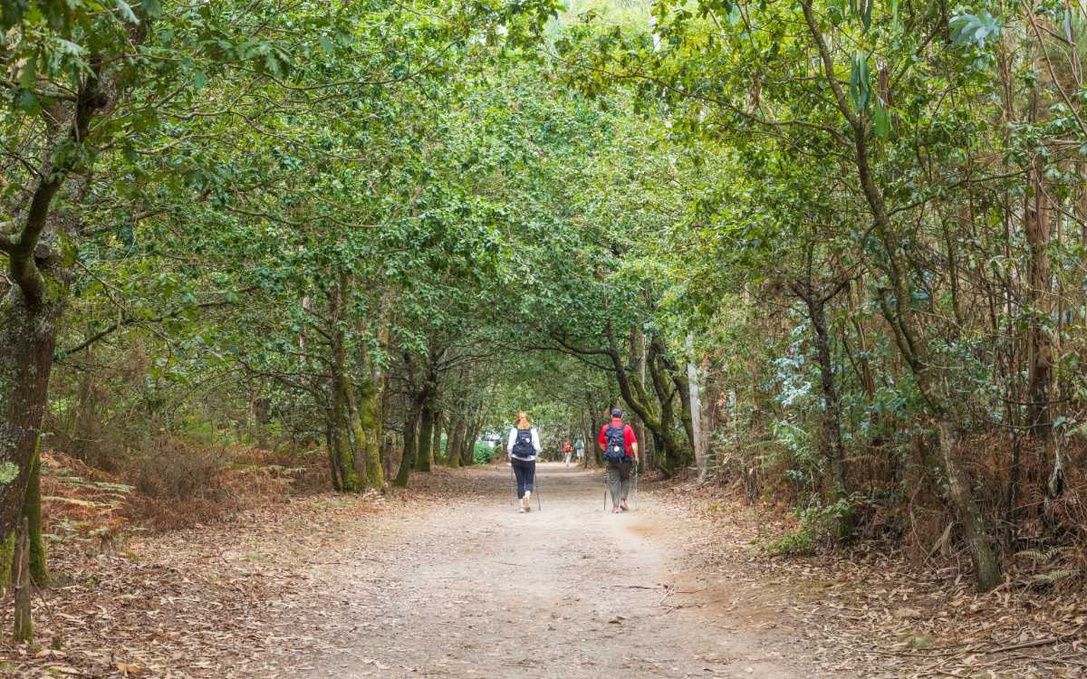 Le chemin de Santiago français traverse de nombreuses forêts galiciennes