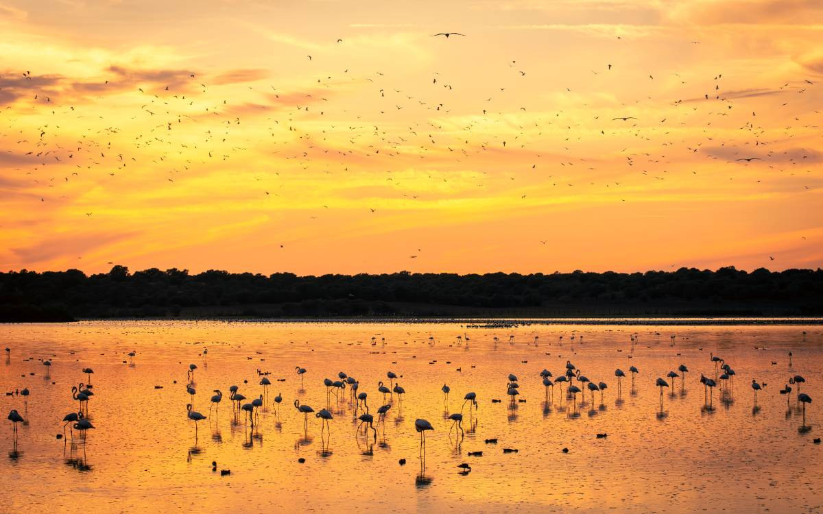 Parc national de Doñana