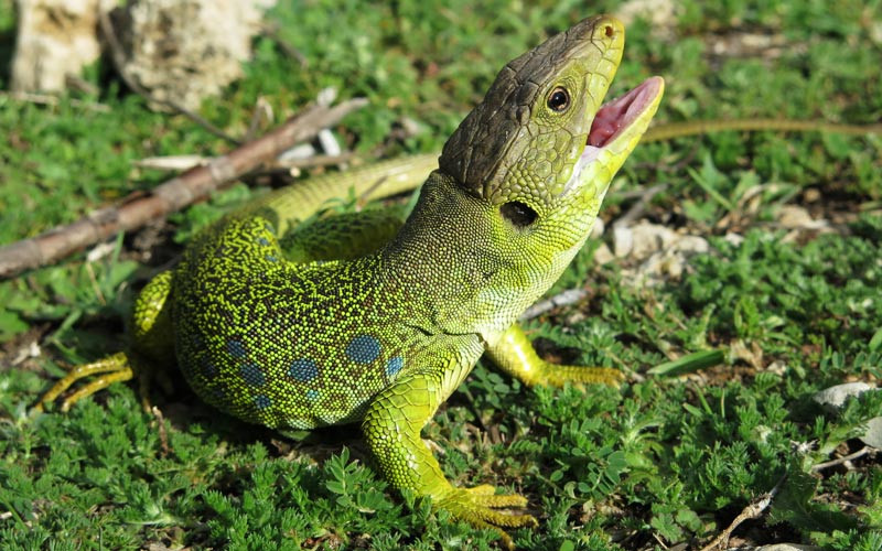 Lézard grillé, célèbre aux années 1980