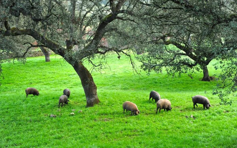 Porcs ibériques près de Jabugo