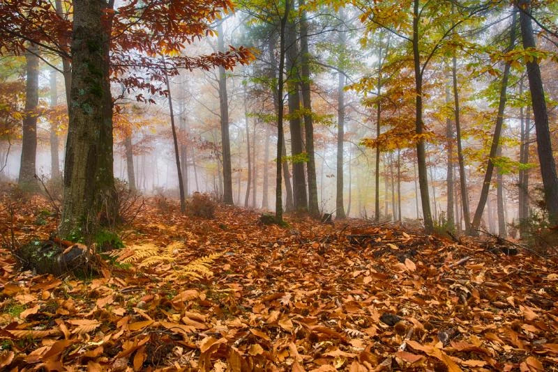 Châtaignier de El Tiemblo en automne