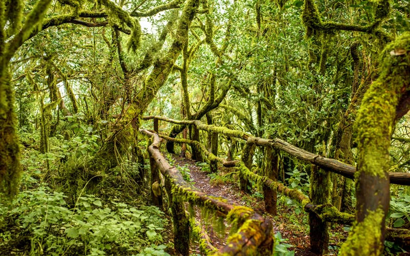 Parc national de Garajonay