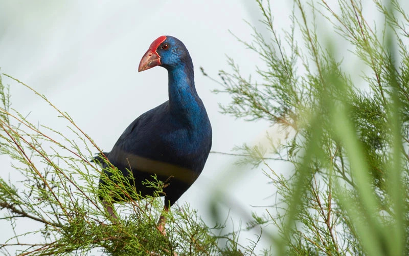 Oiseaux autochtones de la région de Grenade