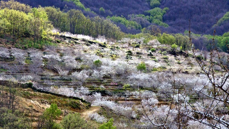 Valle du Jerte en automne.