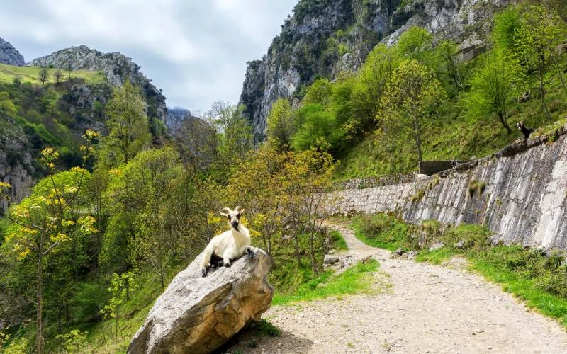 Chèvre sur le Chemin du Cares