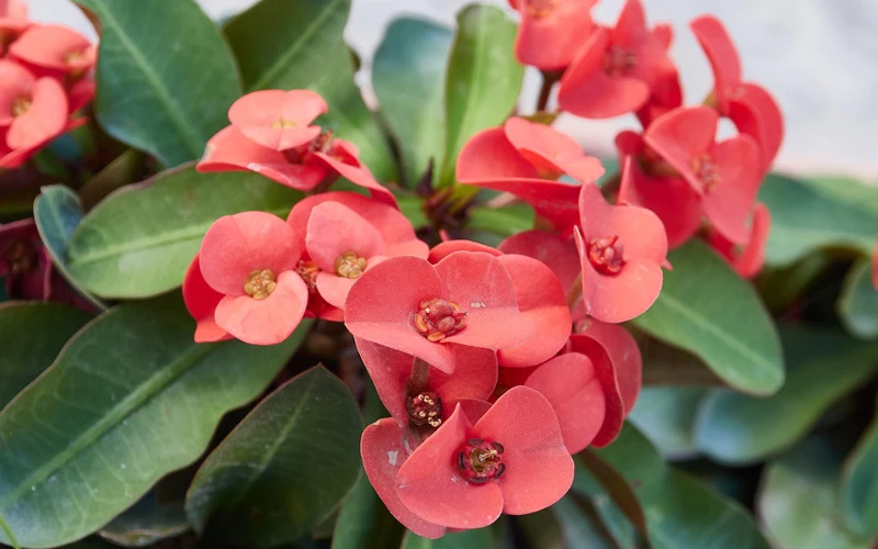 Le Parc Botanique-Archéologique El Majuelo possède une grande variété de fleurs 