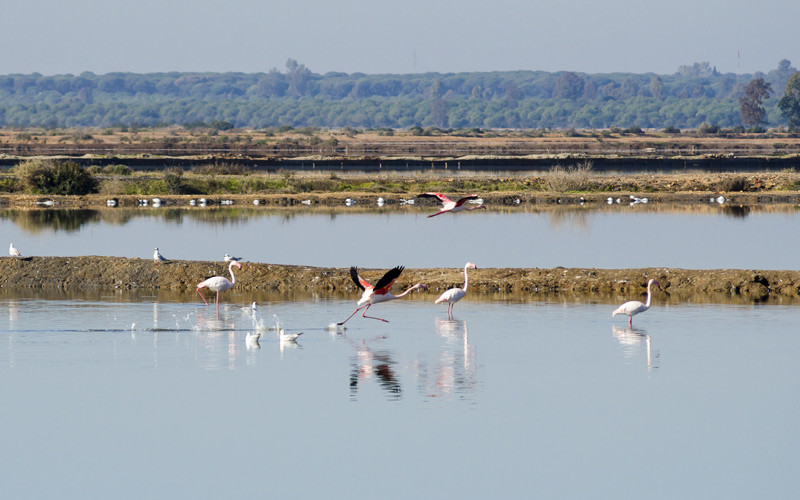 Oiseaux migratoires dans les Marais d’Odiel