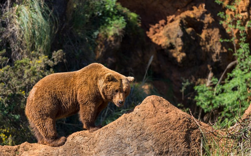 Ours brun à Cabárceno