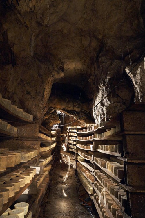 Grotte de maturation du Cabrales