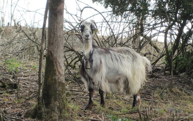 Une chèvre entre Roncevaux et Pampelune