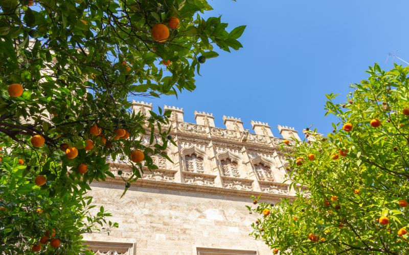 Les Orangers de la Bourse de la Soie de Valence