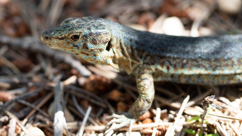 Lézard de l'île de Sa Dragonera