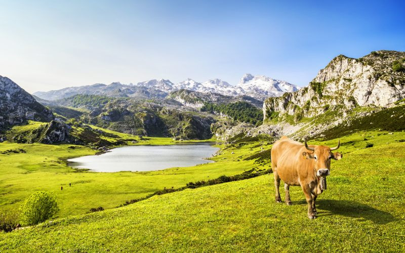 Les prairies du lac Ercina