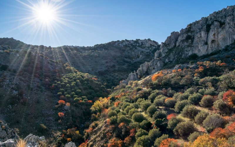 Végétation dans le parc des Sierras Subbéticas