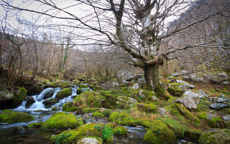 Forêt à côté de la cascade de la rivière Asón