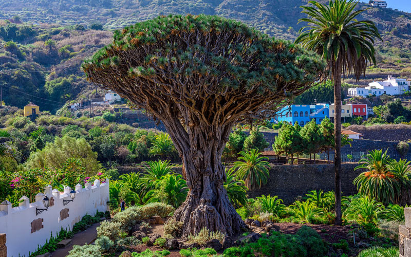 L'arbre connu sous le nom de Dragonnier des Canaries, symbole d'Icod de los Vinos