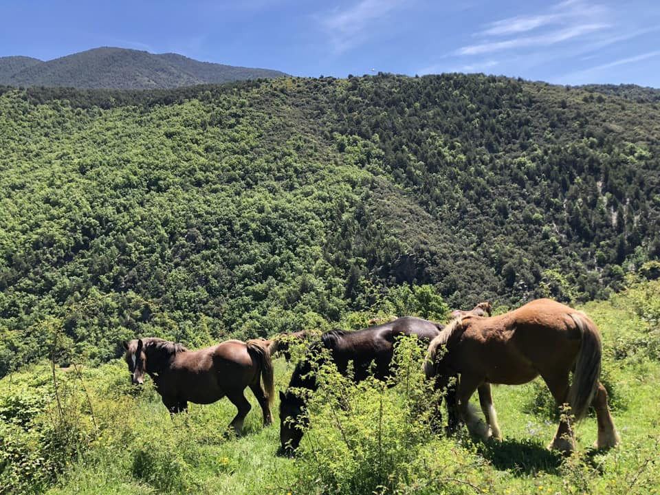 Paysage et chevaux de Solanell