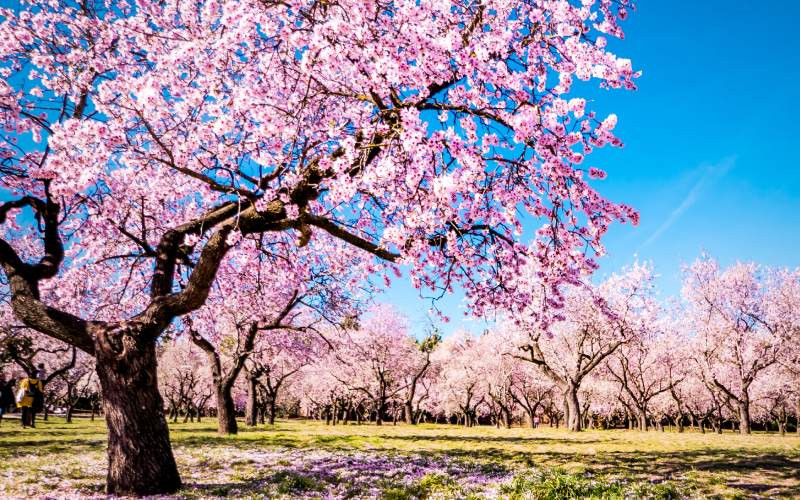 Les amandiers sont la marque du parc Quinta de los Molinos