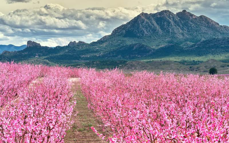 Cieza et ses pêchers en fleurs, un vrai spectacle