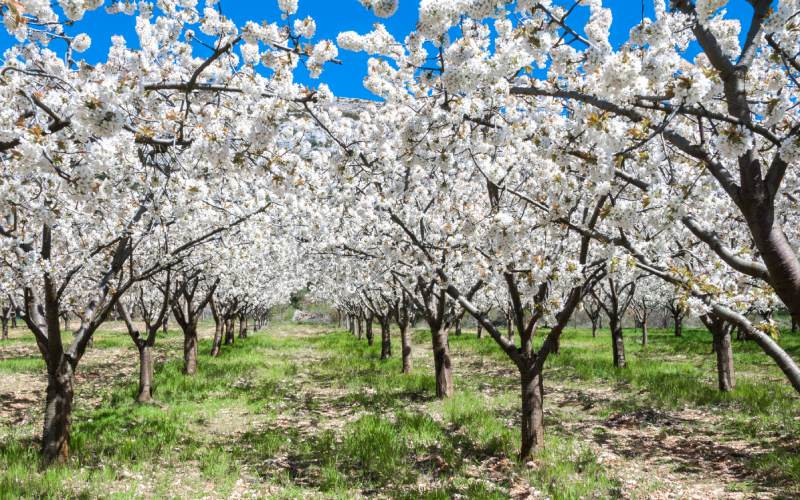 Les cerisiers en fleurs dans la vallée de Calderechas